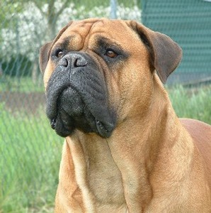 Bullmastiff-17_400x300