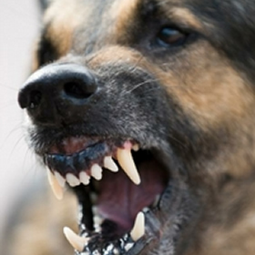agressie-honden