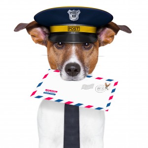 contact gedragstherapuet honden coach