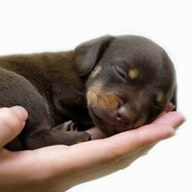 puppy-trainingen
