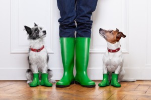gedragstherapie hond