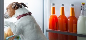 ongewenst gedrag hond