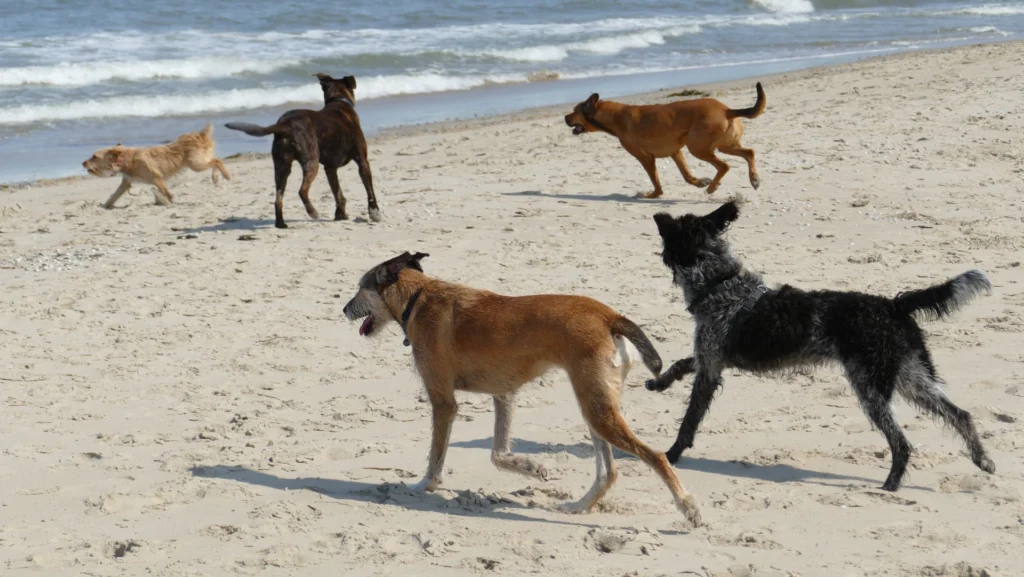 honden aan het strand